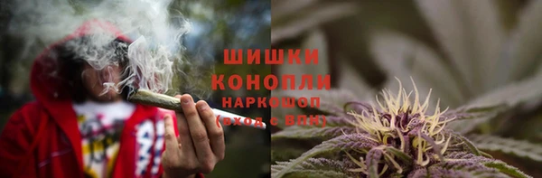 шишки Верея